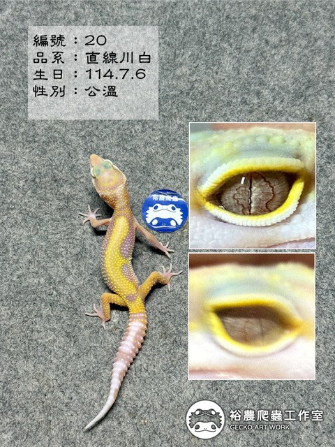 編號20