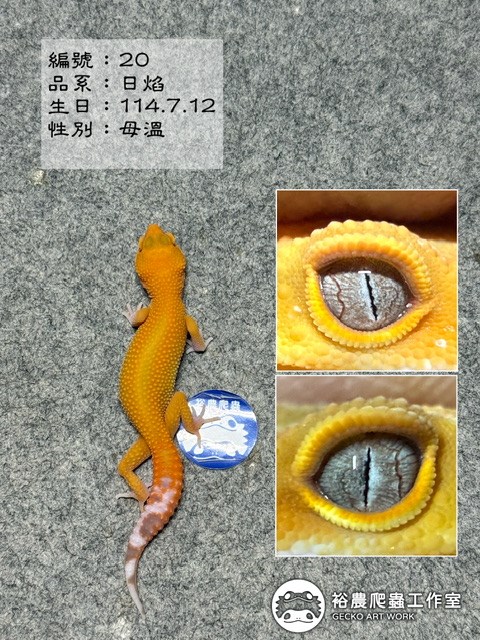 編號20