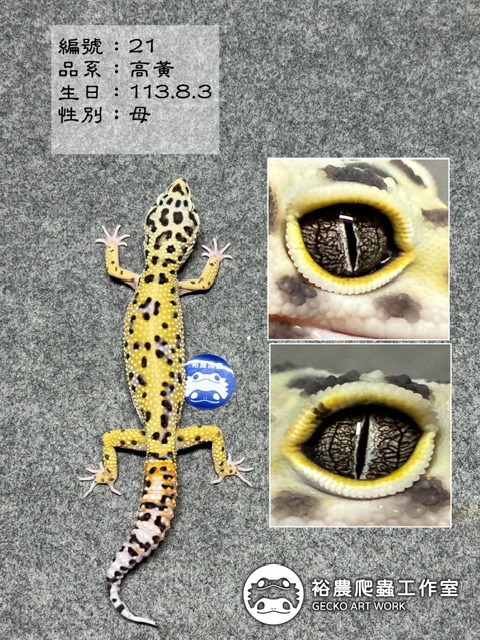 編號21