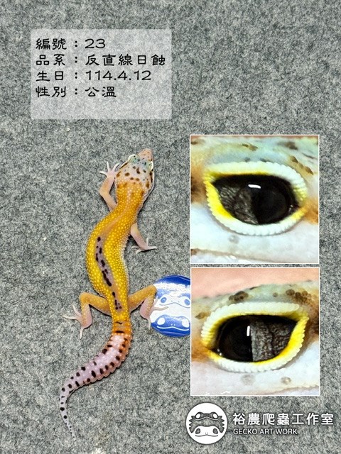 編號23