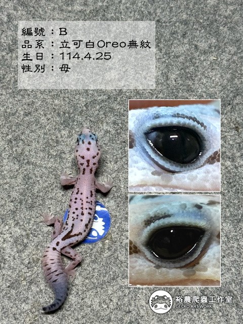編號B