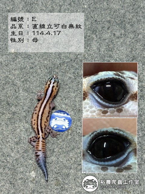 編號E