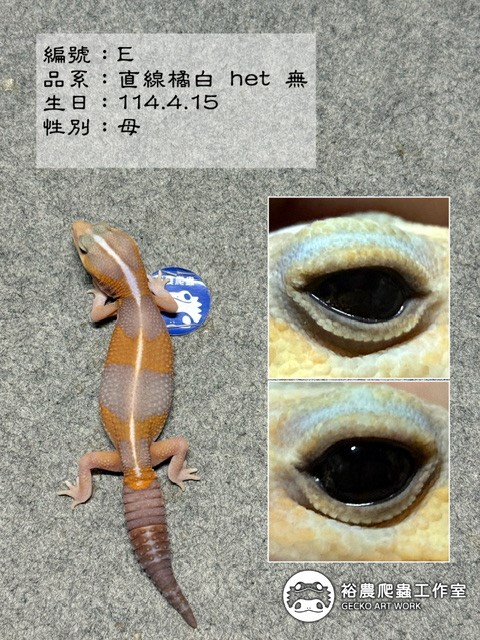 編號E