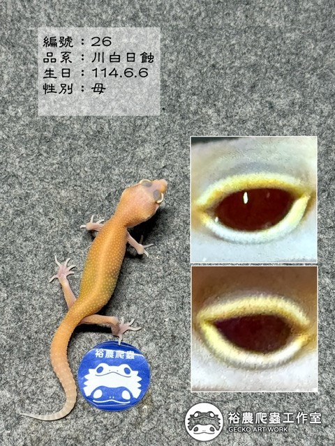 編號26