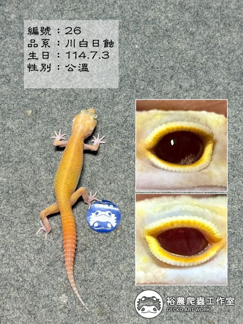 編號26