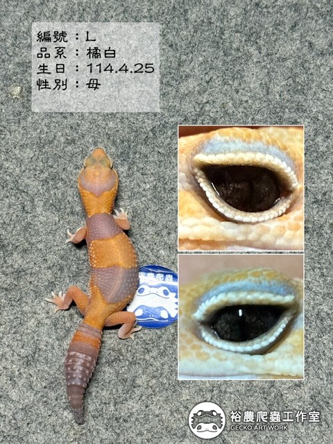 編號L