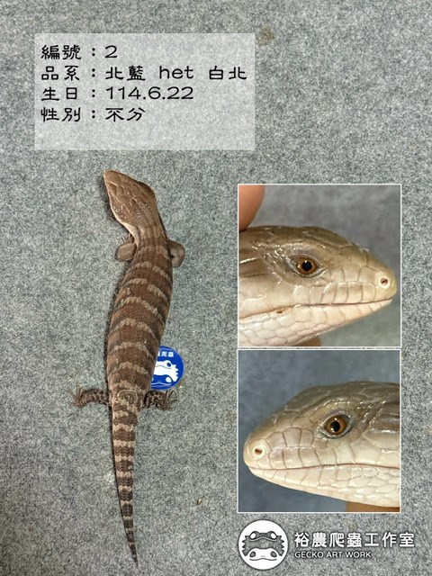 北部藍舌蜥編號2