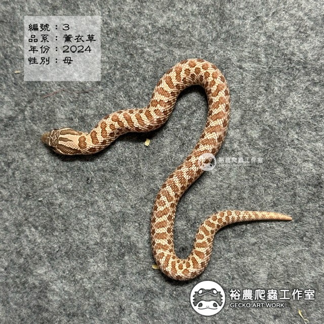 編號3