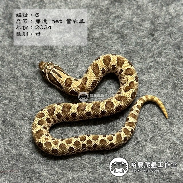 編號6