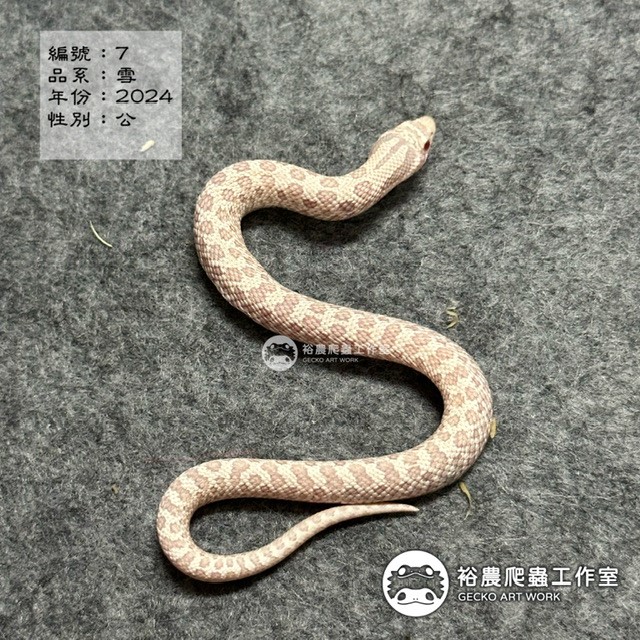 編號7