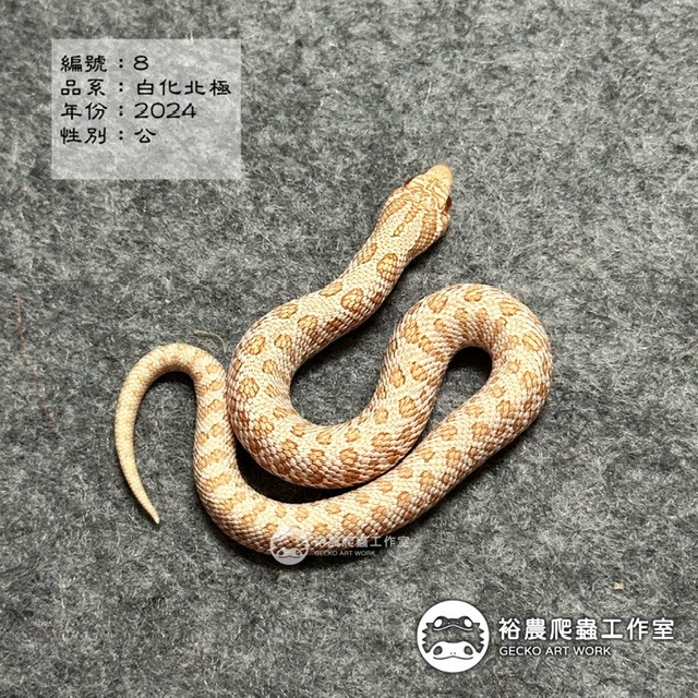 編號8