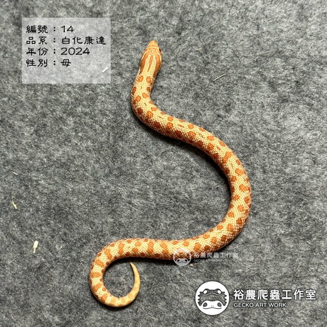 編號14
