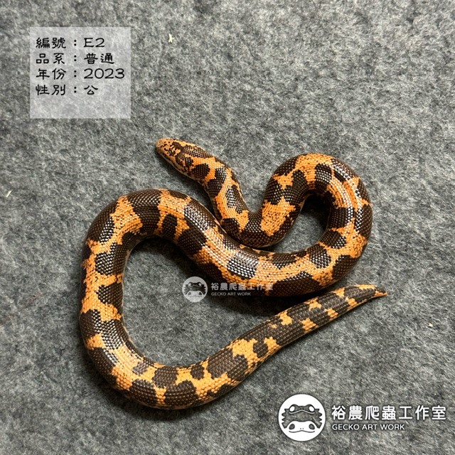 編號E2