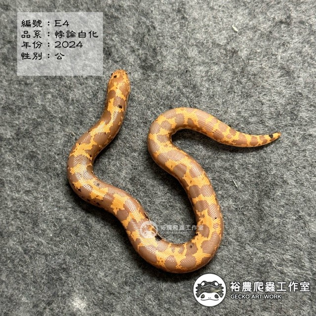 編號E4