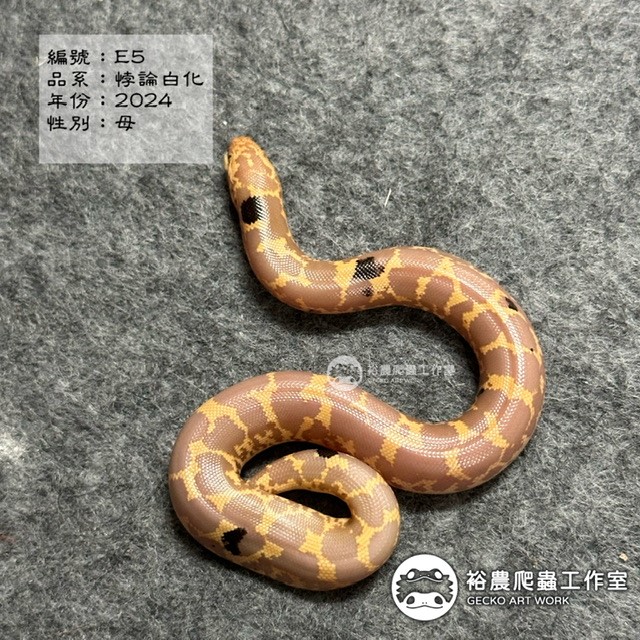 編號E5