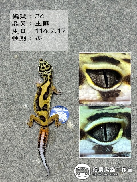 豹紋守宮編號34