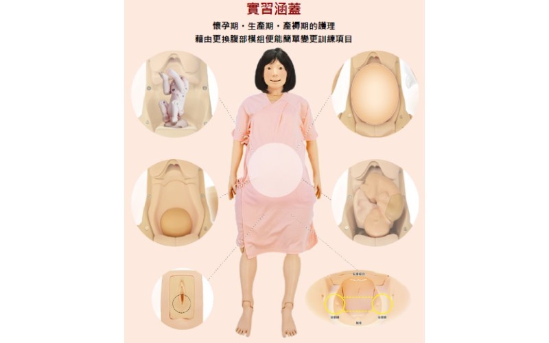 孕婦假人模型 (日本) 