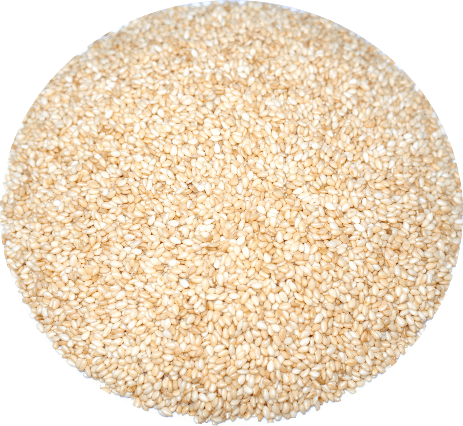 生白芝麻 1kg 