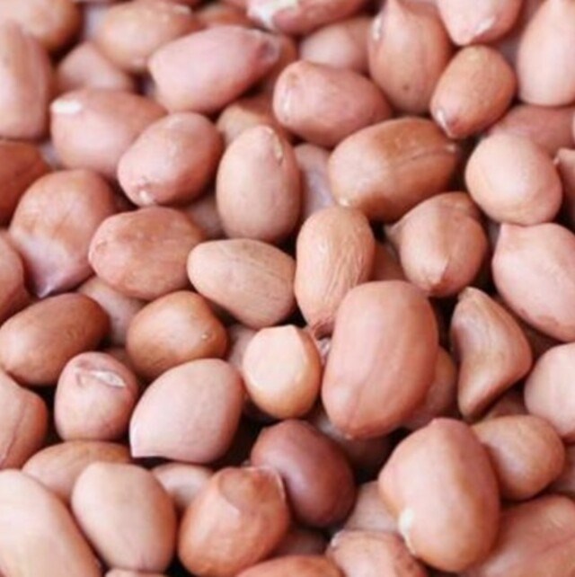 生花生(落花生)