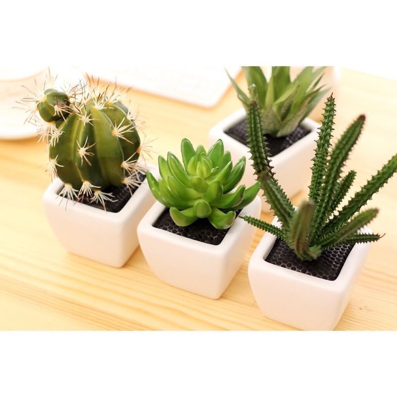 Plant diffuser 多肉植物擴香 香氛精油 室內薰香套組(20ml)