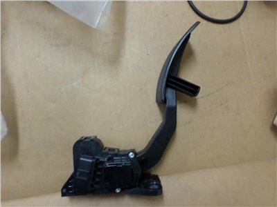 MK567902+