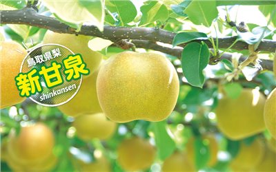 日本鳥取縣-新甘泉水梨