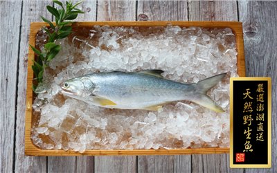 海午仔魚