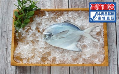 白鯧魚