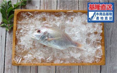 赤鯮