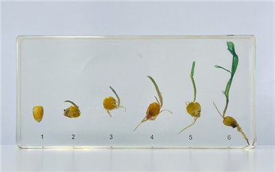 玉米發芽過程封膠標本