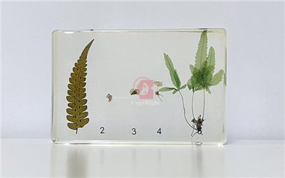 蕨生活史封膠標本Fern Life Cycle Specimen  蕨生命週期各階段