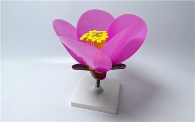 完全花構造模型Camellia Flower model