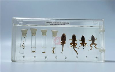 蛙的發育成長浸漬標本Immersed Specimen Of Grass Frogs Developmental Stages