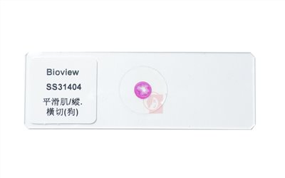 Dog Smooth Muscle Microscope Slide 狗平滑肌的縱切與橫切