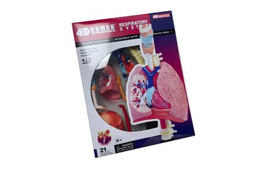 4D心臟模型,4D Heart Model,人體器官模型,B3-075,國教儀器