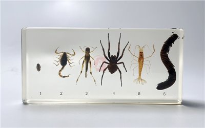 節肢動物封膠標本,Arthropod Representatives in Sealed specimen,6.3 x 3 x 0.7 Inches 節肢動物代表,鼠婦,Pillworm,蠍子,Scorpion,蝗蟲,Locust,蜘蛛,Spider,蝦,Shrimp,馬陸,Millipede,國教儀器,B2-223-1