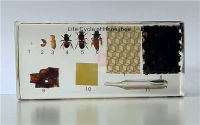 蜜蜂生活史封膠標本,Life Cycle of Honeybee in Sealed specimen展現蜜蜂從卵經幼蟲造繭成蛹變為成蟲的完全變態的過程, 卵,幼蟲,蛹,工蜂,雄蜂,蜂王,花粉團,蜂房,蜂臺,蜂蜜,B2-057-1,國教儀器
