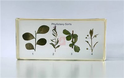 植物葉序封膠標本,Phyllotaxy Sorts in Sealed Specimen,互生葉序,對生葉序,簇生葉序,輪生葉序,B2-186-國教儀器