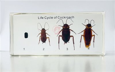 蟑螂生活史封膠標本,Life Cycle of Cockroach,展現蟑螂從卵蛻變為成蟲的完全變態的過程,B2-187,國教儀器