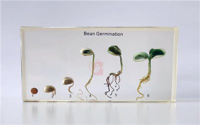 豆的發芽封膠標本,Bean Germination,豆的發芽過程,豆芽種子的發育,豆子種子發芽的6種階段,B2-182,國教儀器