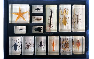 14種動物封膠標本,Biological specimens,動物昆蟲封膠標本,生物封膠標本,蜈蚣,螳螂,蜘蛛,蠍子,天牛,步甲,蟋蟀,龍虱,虎甲蟲,竹節蟲,海星,螃蟹,蝦,金魚,B2-193,國教儀器