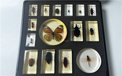 15種昆蟲封膠標本,Insect Specimens in Sealed specimen,螻蛄,蝗蟲,金龜子,蒼蠅,瓢蟲,竹象鼻蟲,馬蜂,螞蟻,蝴蝶,獨角仙,鍬形蟲,椿象,蟬,蟑螂,蜻蜓,B2-152,國教儀器