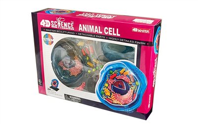 4D動物細胞模型,Famemaster 4D-Science Animal Cell Anatomy Model,專業國中實驗室設備,專業國中實驗室器材,專業國中實驗課程,專業國小實驗室設備,專業國小實驗室器材,專業國小實驗課程,專業高中實驗室設備,專業高中實驗室器材,專業高中實驗課程,學校科學實驗設備,中學科學實驗器材,小學科學實驗套組,科學實驗室設備,科學教具,實驗室耗材,科學儀器,生物實驗設備,化學實驗設備,物理實驗設備,國教儀器