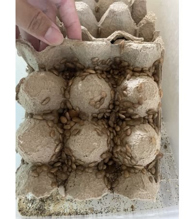 黃金米杜/杜比亞/內有下單連結/黃金杜比亞/守宮餌料