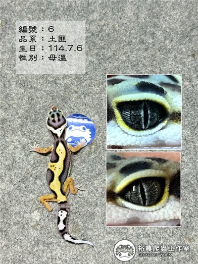 編號6