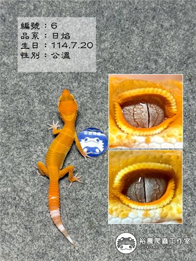 編號6