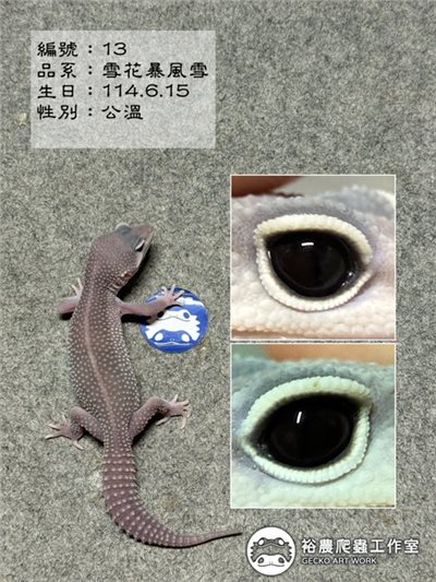 編號13