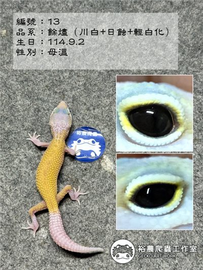 編號13