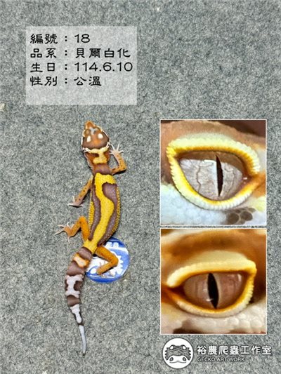 編號18