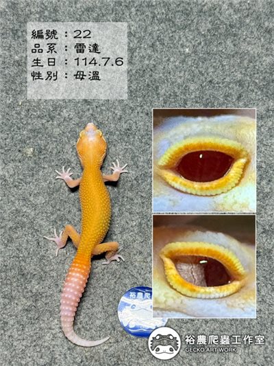 編號22